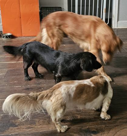 Retrievers Weiner Únicos (Joshua)64018675102594124