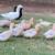 Saxony ducklings - male & female 4 thumbnail