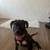 Rehoming pitbull puppy 2 thumbnail