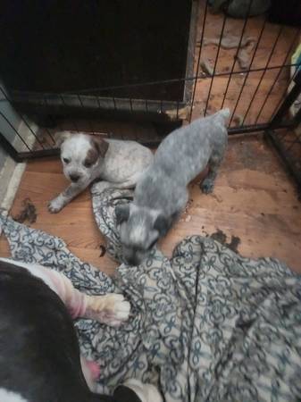 Dos cachorros geniales necesitan nuevos hogares63839345320451124