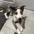 Sweet Border Collie / Australian Shepherd Mix – 1 Year Old (Rehoming) 3 thumbnail