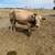 Charoláis heifer 2 thumbnail