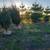 White Pine Trees Balled and Burlapped 7 thumbnail