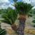 PALM TREES 🌴  NEGOTIABLE !!! GREAT LOOK TO YOUR HOME/BUISNESS 2 thumbnail