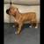 Boxer rehome 3 thumbnail