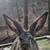 Flemish giant mix bunnies 14 thumbnail