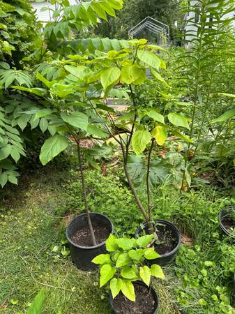 Catalba - $100 (Burr Ridge)63471433508483121