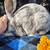 Pedigree Rex does 6 thumbnail