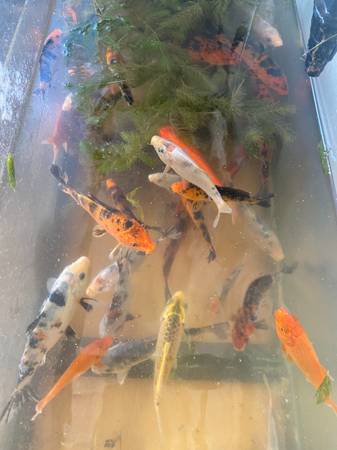 KOI FISH 1