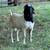 Boer Goat Buck Registered 2 thumbnail