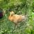 Chickens 1 thumbnail