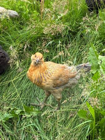 Chickens 1