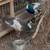 Rare Pied Peahen 3 thumbnail