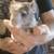 Chinchilla 3 thumbnail