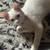 Solid white kitten small rehoming fee 1 thumbnail
