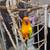 Sun conure 6 thumbnail