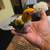 Hermoso bebé Sun Conures 9 thumbnail