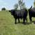 Bull 3 thumbnail