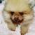 Pomeranian 3 thumbnail