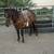 Bay gelding 7 thumbnail