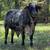 Brahman X heifer calf 15 thumbnail