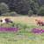 Grassfed herd trimming 19 thumbnail
