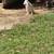 American Eskimo mini 3 thumbnail