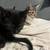 Kittens Need Good Homes 2 thumbnail
