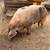 Spotted Old English Boar - Gloucestershire 2 thumbnail
