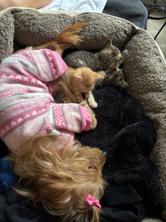 Rehoming chiweenie (Deer park)63859314864643120