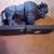 BRAND NEW BULL BUFFALO COW BOOKENDS (2 PIECES) BOOKEND 7 thumbnail
