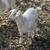 Myotonic Fainting Goats 10 thumbnail
