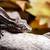 Crested Geckos 8 thumbnail