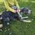 Great dane 1 thumbnail