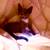 Kittens 3 Males 3 thumbnail