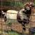 REGISTERED BL. /WHITE DAPPLED FULL BLOOD BOER BUCK 3 thumbnail