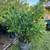 privacy hedge Plants 6 thumbnail