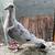 White Homing Pigeons. Wedding Doves 3 thumbnail