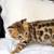 Bengal KiityRehoming 929 8five7 4478 3 thumbnail