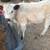 Mini Cattle /// Mini Donkeys /// Mini Horses 1 thumbnail