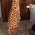*** 2 1/2' Tall Stuffed Cheetah *** 5 thumbnail