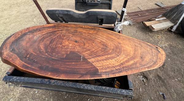 Wood slab for coffee table 71”x26”