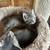 6 kittens born August 4th 7 thumbnail