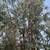 Fresh Eucalyptus for Wedding/Events read description for pricing 3 thumbnail