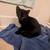 Kittens for adoption (small fee) 3 thumbnail