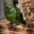 Dusky conure 1 thumbnail