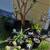 Succulents (Low Prices, Many Varieties) 1 thumbnail