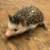 Healthy Baby Hedghogs 9 thumbnail