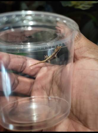 Geckos llorones tipo A $25 (Brooklyn)63950653038082122