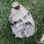 Splash silkie rooster 3 thumbnail